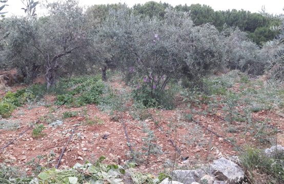 Land for sale in Amchit, Jbeil