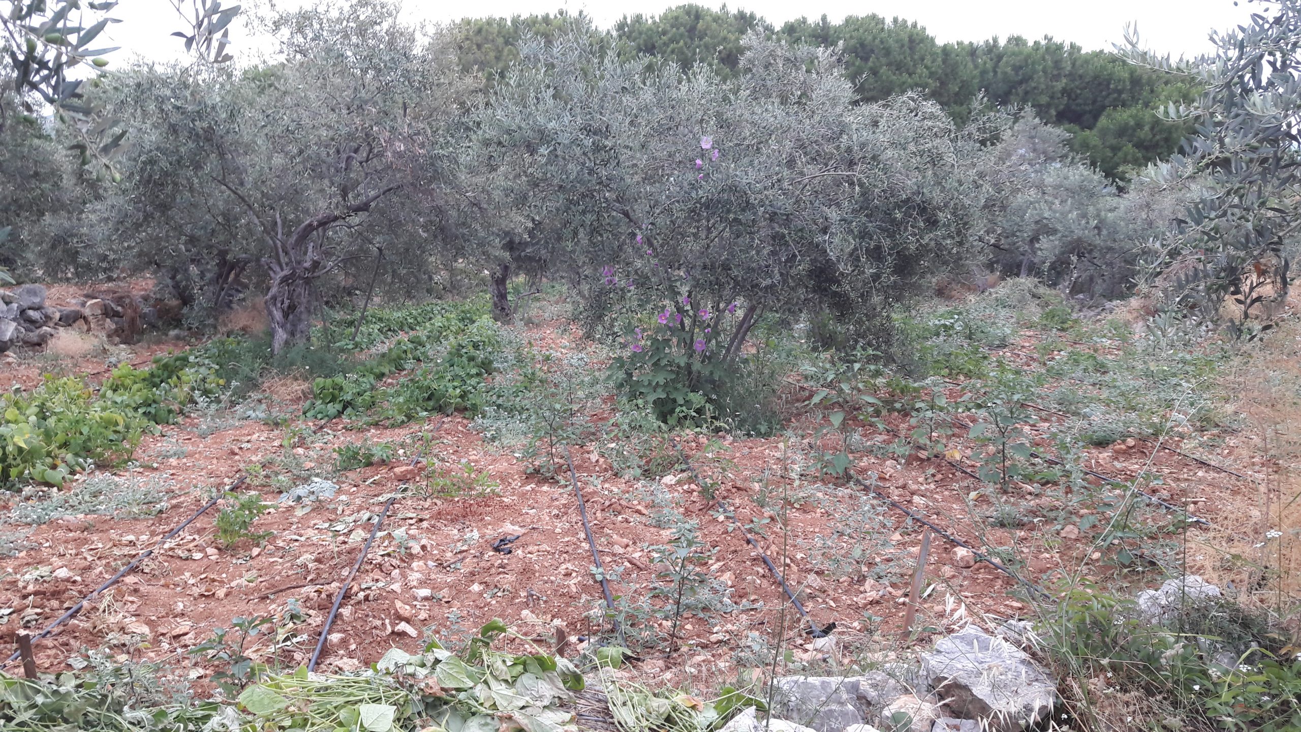 Land for sale in Amchit, Jbeil