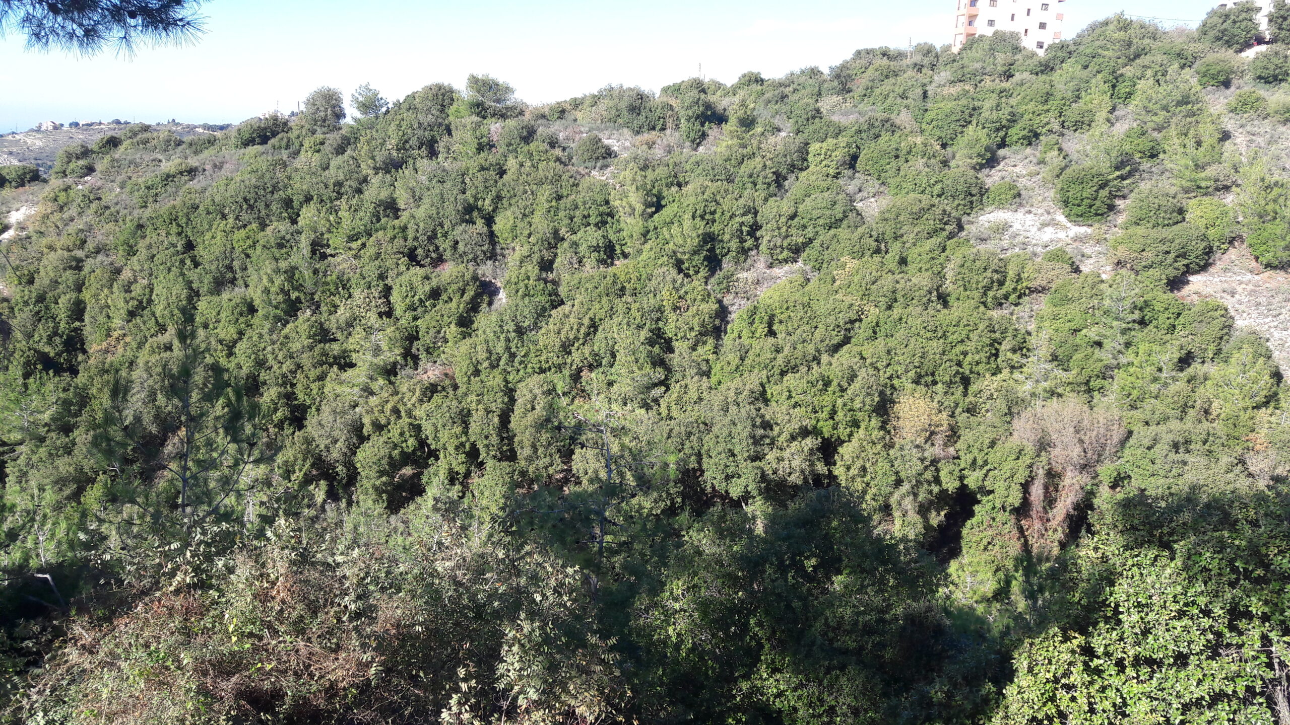 Land for Sale in Hbaline, Jbeil